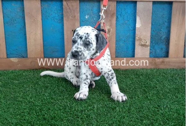--dalmation-100_10_1117904485