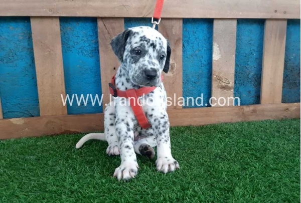 --dalmation-100_11_1024089532
