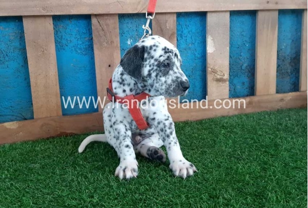 --dalmation-100_12_734381208