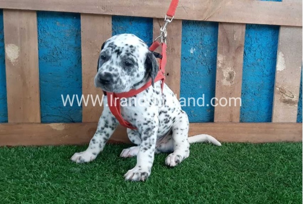 --dalmation-100_1_148513992
