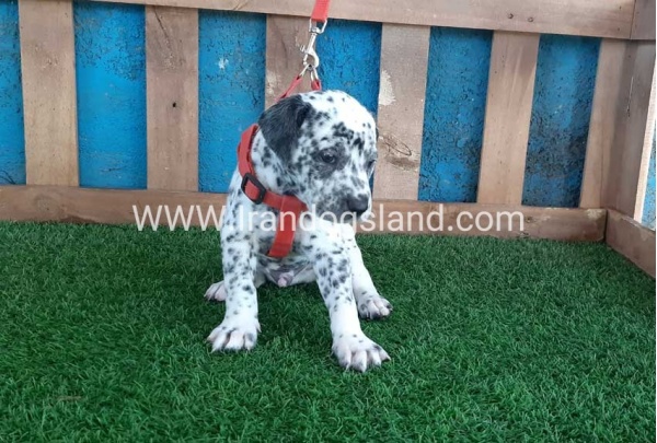 --dalmation-100_2_1832876451