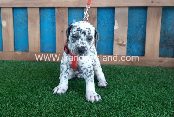 --dalmation-100_3_1552499721