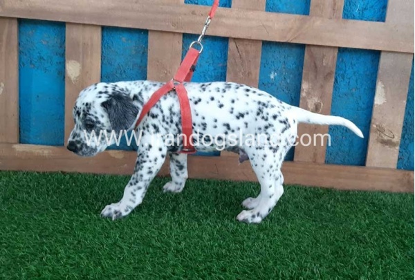 --dalmation-100_4_1516445561
