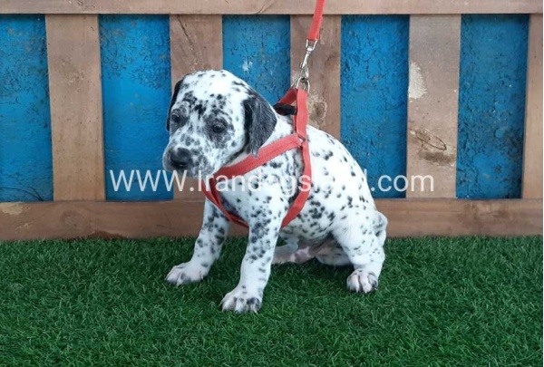 --dalmation-100_5_162108135