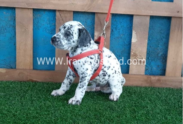 --dalmation-100_6_1397312535