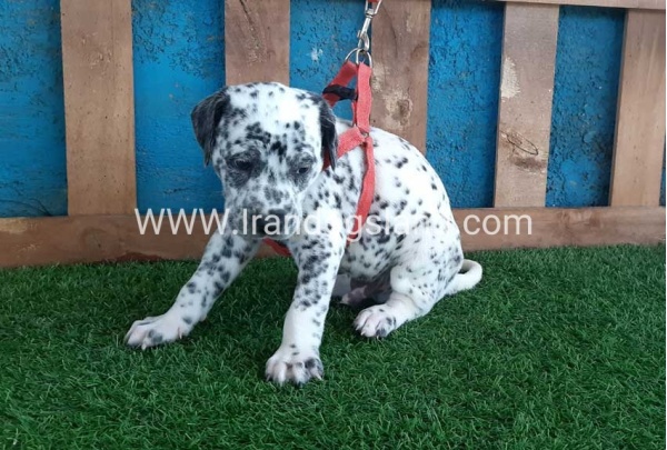 --dalmation-100_7_1247401927