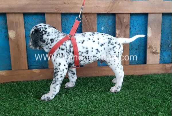 --dalmation-100_8_2090109529