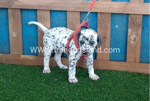 --dalmation-100_9_123835481