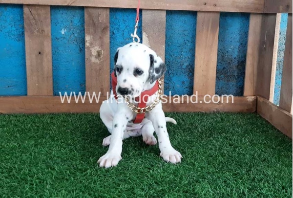 --dalmation-101_1
