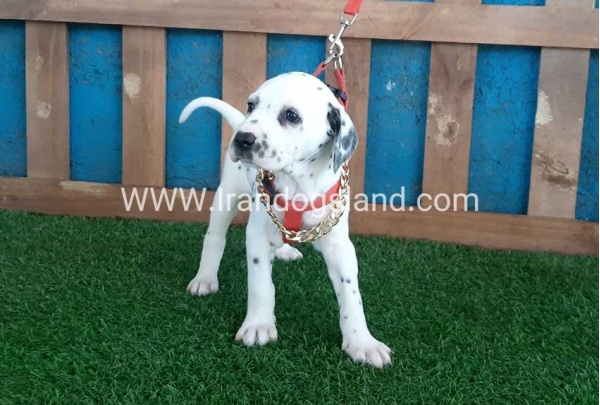 --dalmation-101_2