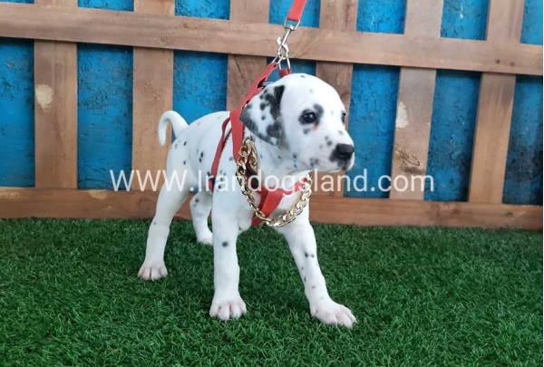 --dalmation-101_3