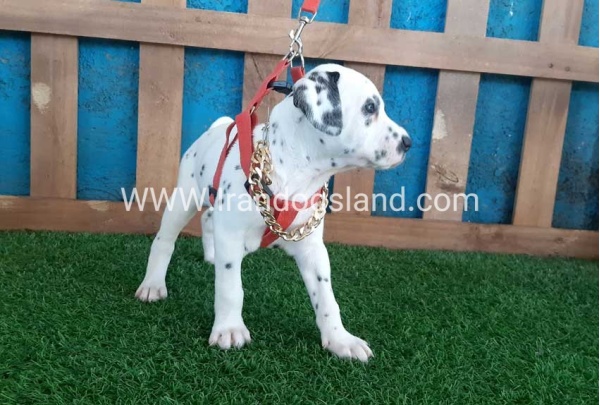 --dalmation-101_4