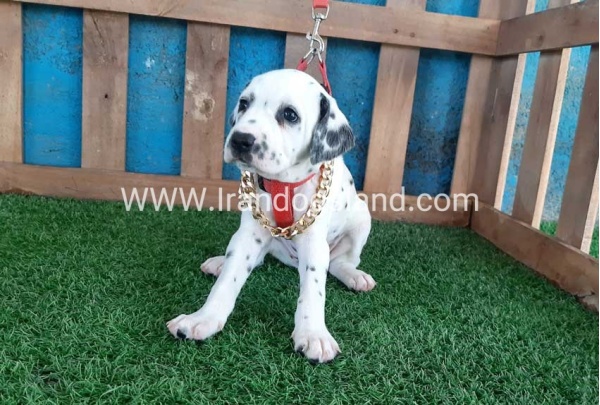 --dalmation-101_5