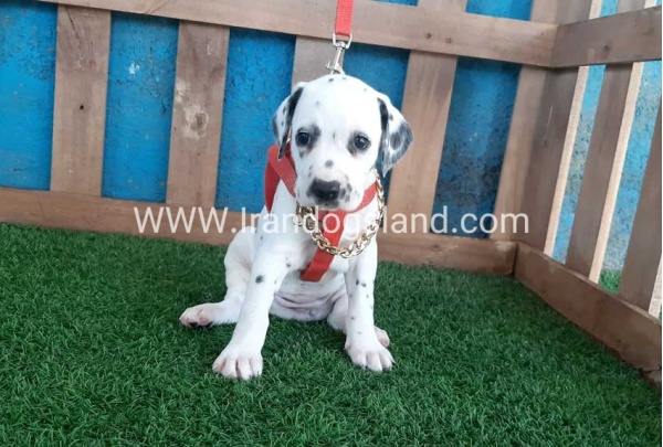 --dalmation-101_6