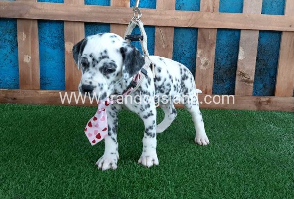 --dalmation-102_1
