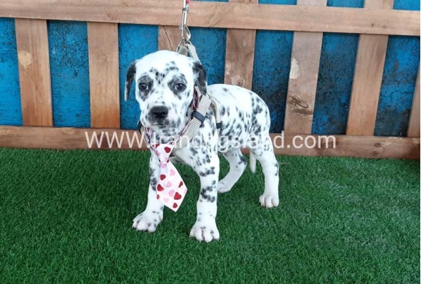 --dalmation-102_2