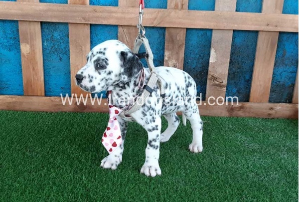 --dalmation-102_3