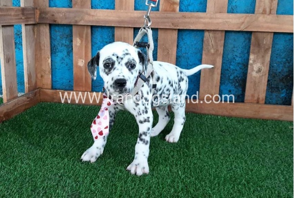 --dalmation-102_4