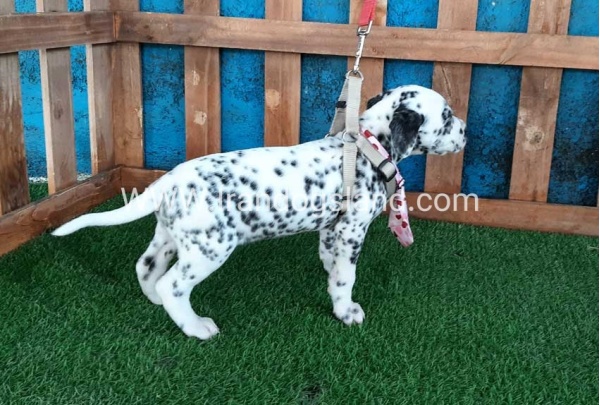 --dalmation-102_5