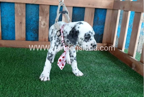 --dalmation-102_6