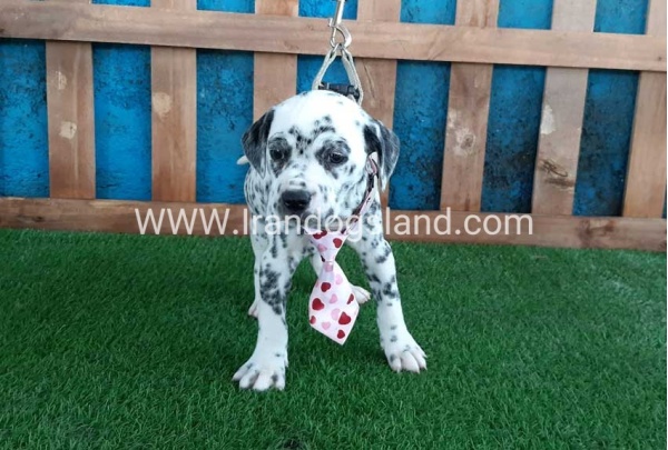 --dalmation-102_7