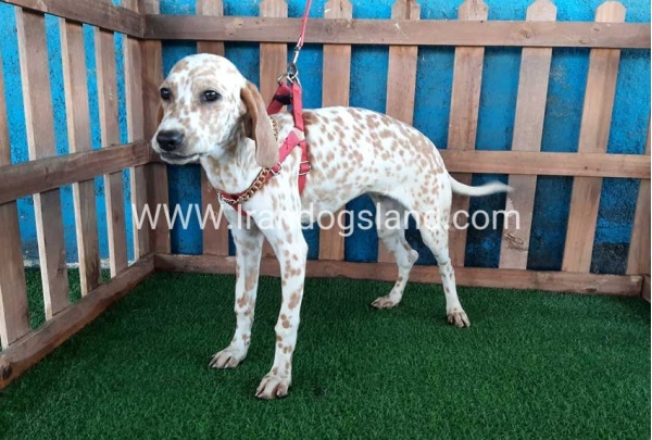 --dalmation-105_1