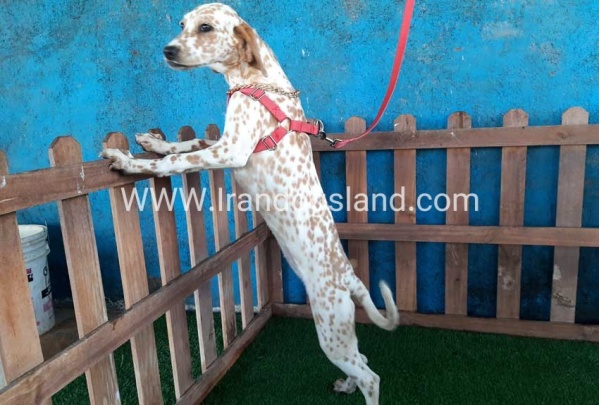 --dalmation-105_10