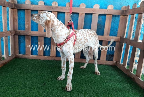 --dalmation-105_11