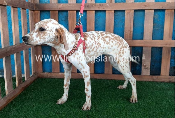 --dalmation-105_2
