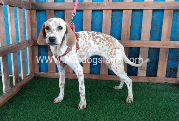 --dalmation-105_3