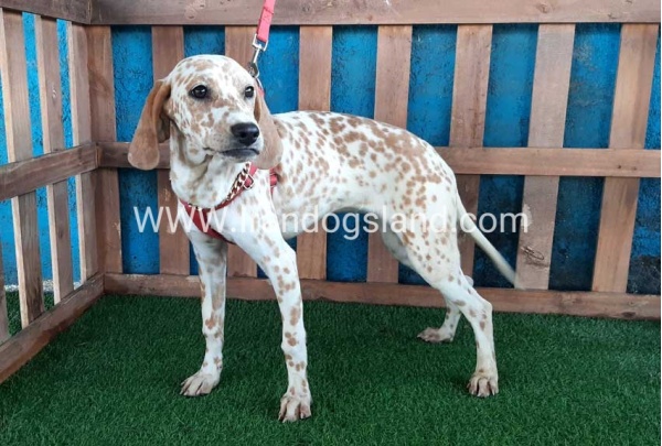 --dalmation-105_4