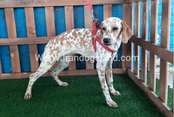 --dalmation-105_5