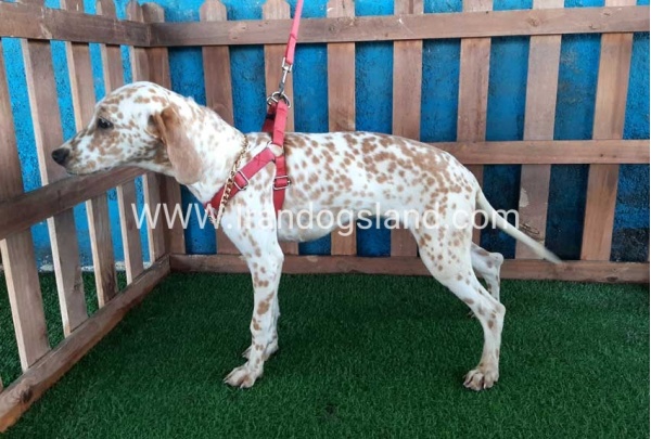 --dalmation-105_6