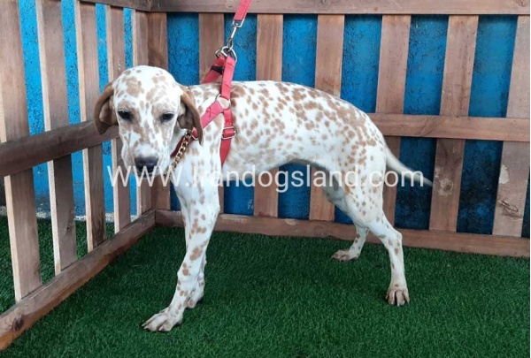 --dalmation-105_7