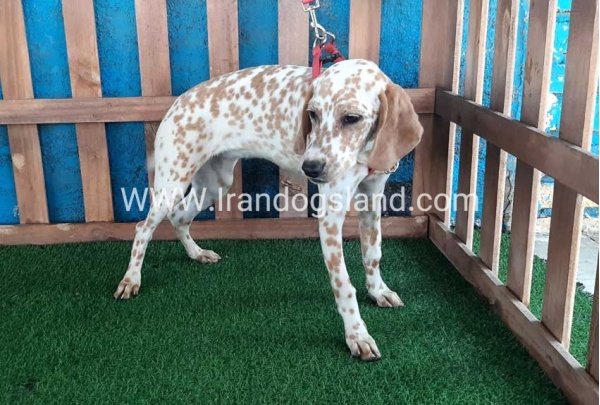 --dalmation-105_8