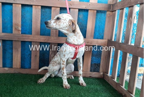--dalmation-105_9