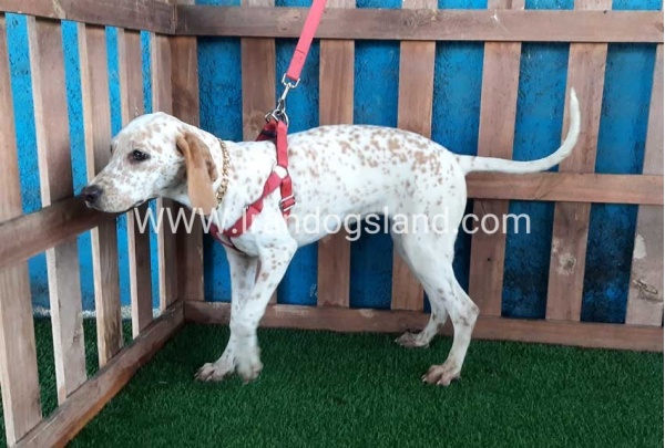 --dalmation-106_1
