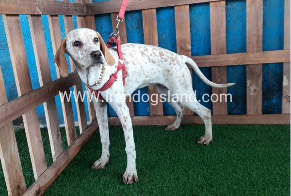 --dalmation-106_2