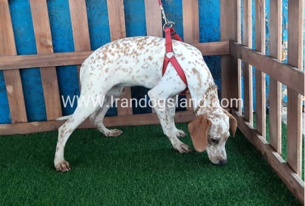 --dalmation-106_4