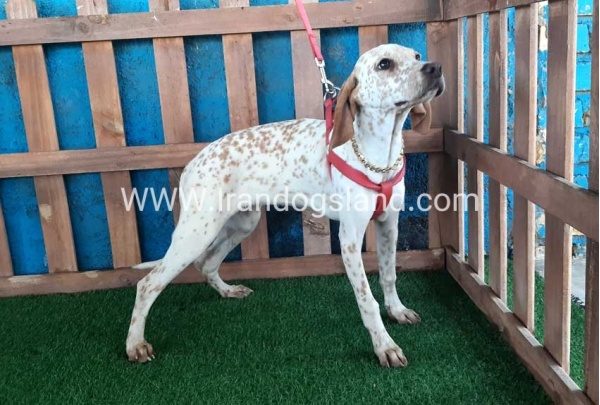--dalmation-106_5