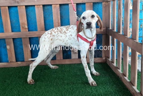 --dalmation-106_6