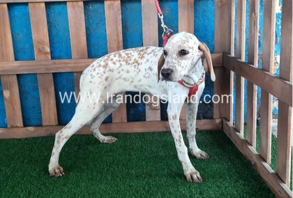 --dalmation-106_7