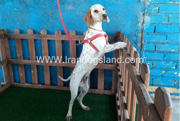 --dalmation-106_8