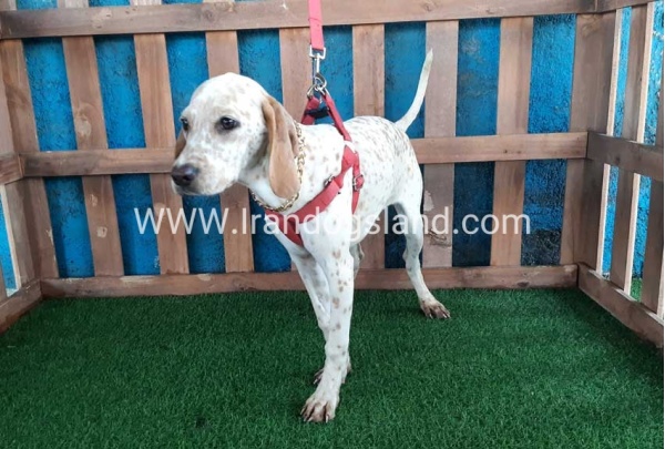--dalmation-106_9