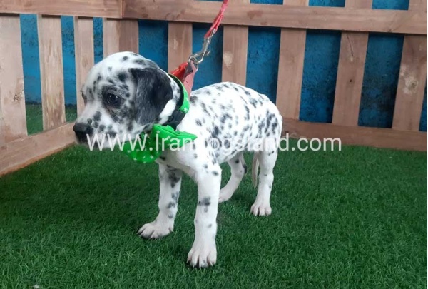 --dalmation-107_1