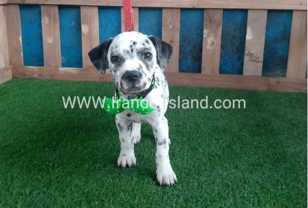 --dalmation-107_10