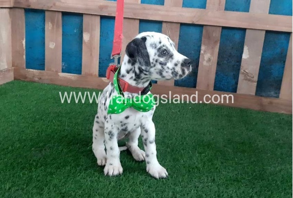 --dalmation-107_11
