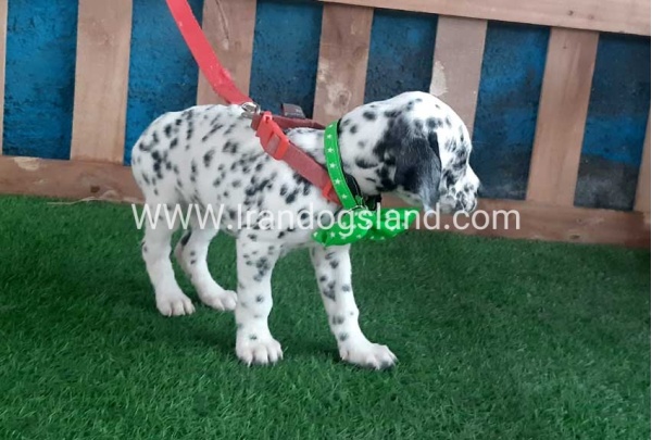 --dalmation-107_2