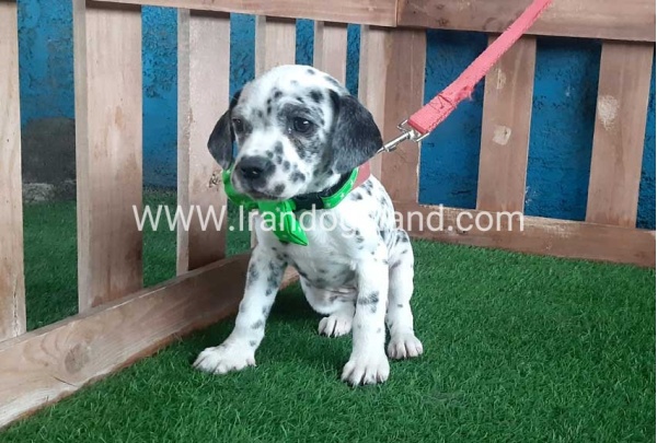 --dalmation-107_3