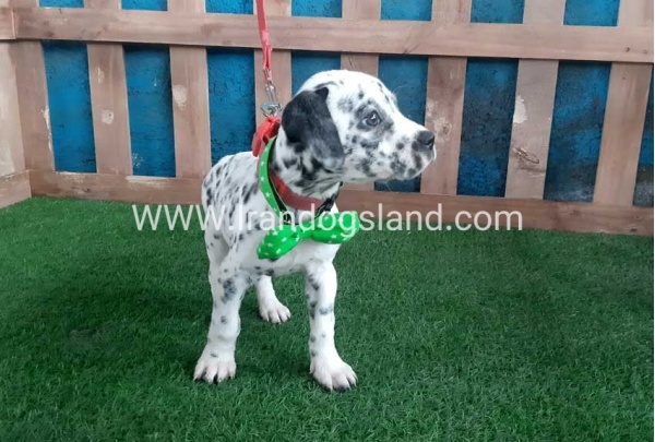 --dalmation-107_4
